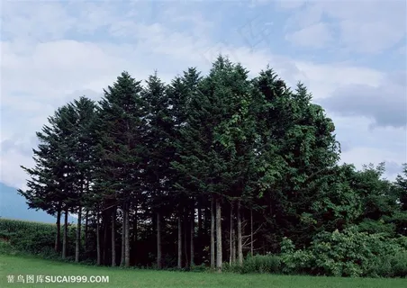 树林风景-草地上的杉树 树林风景-草地上的杉树