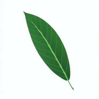 一片树叶png免抠