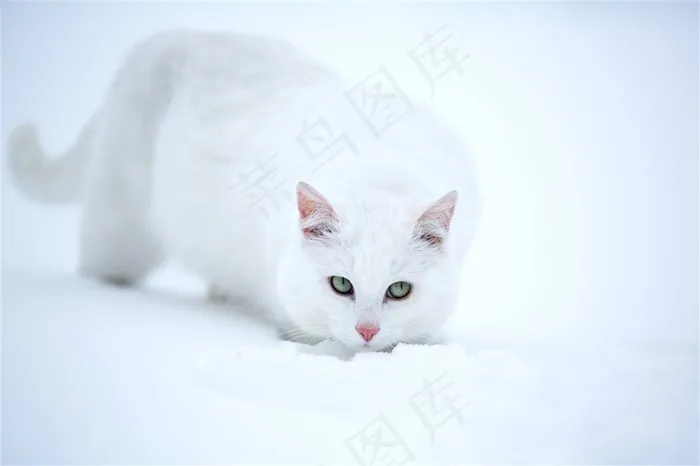 冬天雪地里的小猫图片