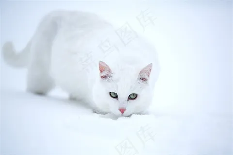 冬天雪地里的小猫图片 冬天雪地里的小猫图片