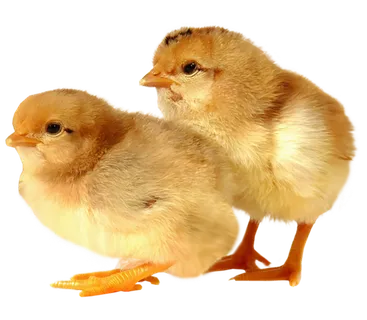 小鸡仔现代农业