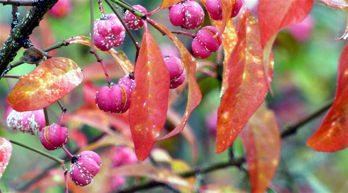 雨后的浆果水果海报 水果 水果图片