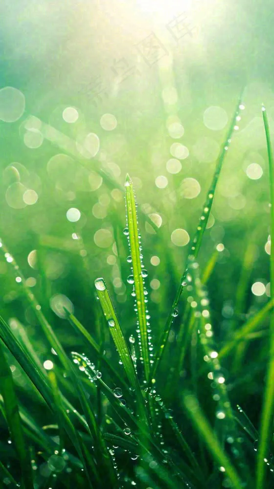 春天草地雨水雨露露珠绿草清新，谷雨雨水惊蛰白露摄影图(816x1456)