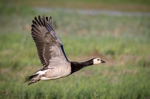 展翅飞翔的黑色珍稀鸟类高清