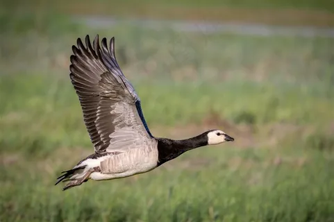 展翅飞翔的黑色珍稀鸟类高清 展翅飞翔的黑色珍稀鸟类高清