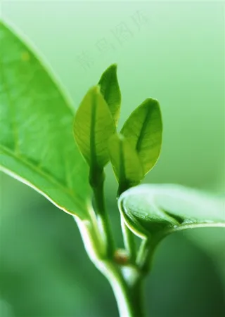 森林树木树林风景摄影图片