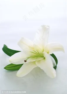 花卉物语-一朵漂亮的百合花