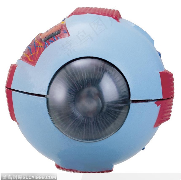 眼球模型