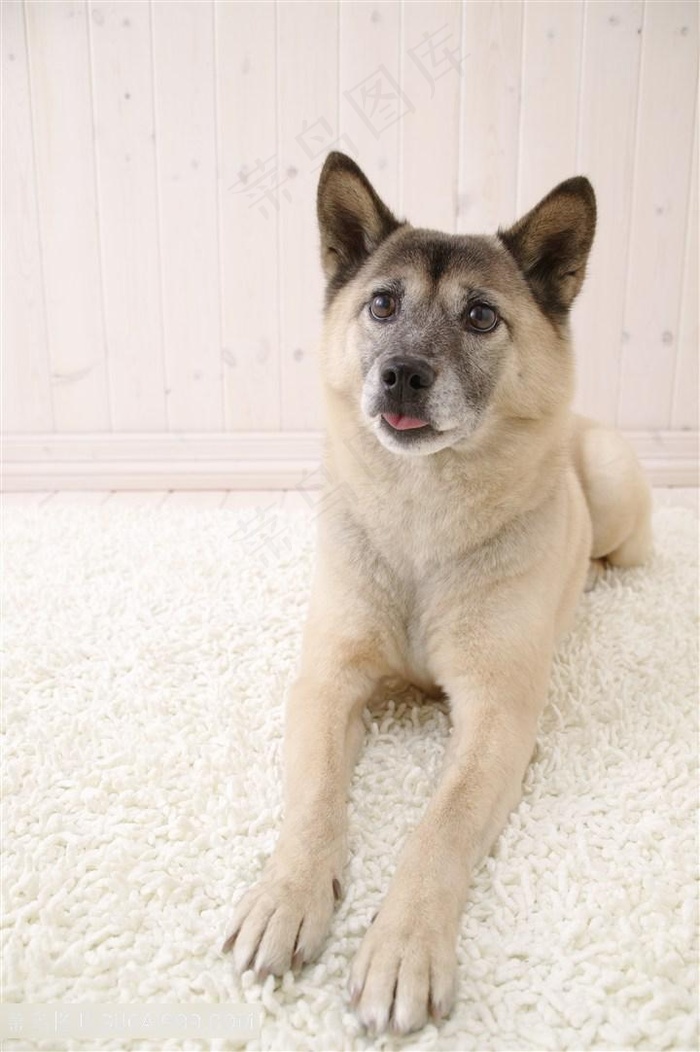 高清宠物狗狗摄影图片