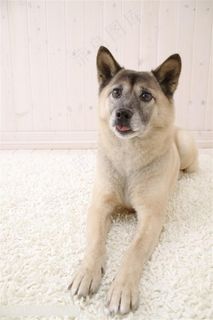 高清宠物狗狗摄影图片