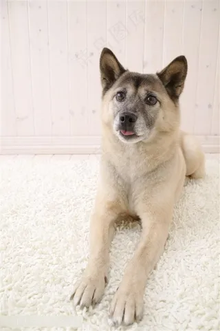 高清宠物狗狗摄影图片