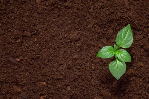 唯一的绿色小树苗 唯一的绿色小树苗