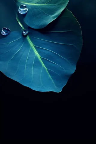 蓝色荷叶意境水珠背景