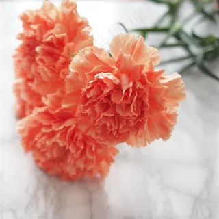 唯美橘色康乃馨图片