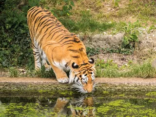 大老虎喝水图片