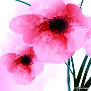 唯美水彩花卉时尚油画 唯美水彩花卉时尚油画