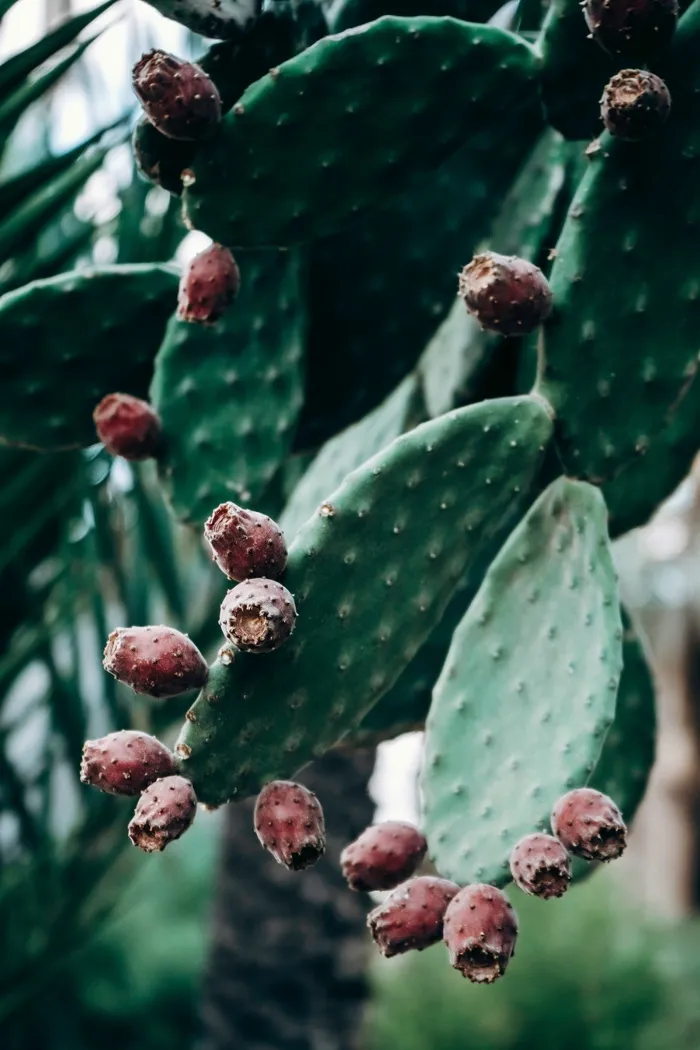 绿色仙人掌仙人球摄影素材