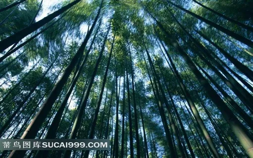透过阳光的竹林摄影
