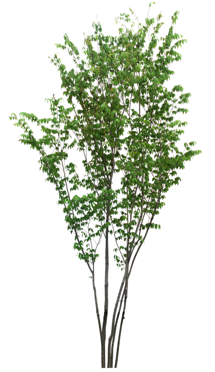 高清树木素材 免抠PSD植物素材 美术绘画园林贴图 树草灌木花草