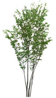 高清树木素材 免抠PSD植物素材 美术绘画园林贴图 树草灌木花草