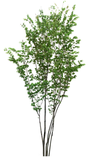 高清树木素材 免抠PSD植物素材 美术绘画园林贴图 树草灌木花草