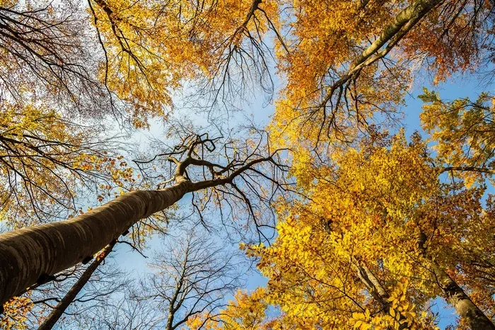 仰望唯美秋天大树风景图片