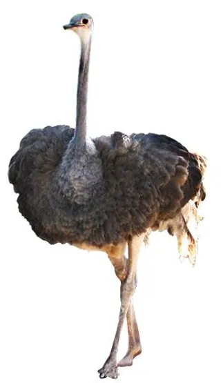 鸵鸟 PNG免抠