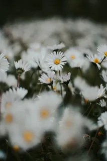 白色纯洁雏菊摄影素材 白色纯洁雏菊摄影素材