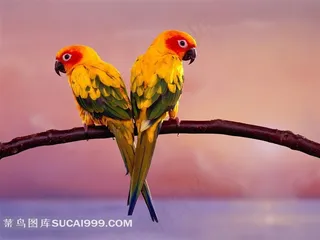 树枝上的情侣鹦鹉摄影鸟图片