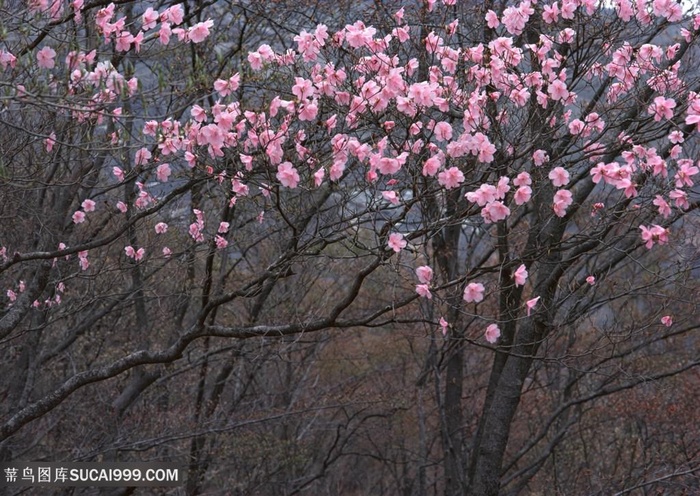 唯美盛开的桃花林鲜花图片