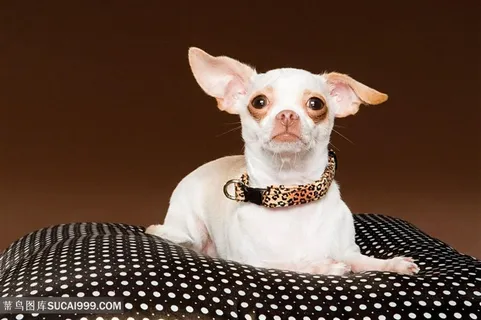 高清吉娃娃特写摄影狗狗图片