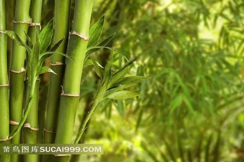 雅竹摄影图片 雅竹摄影图片