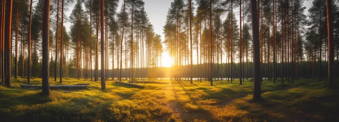 日出日落阳光照射在森林的树上摄影图(5472x1968)