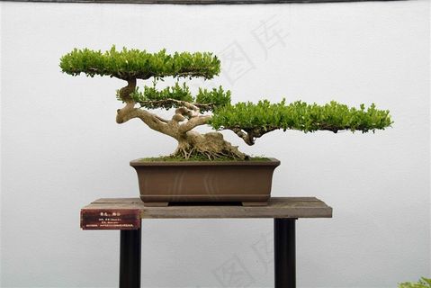 松树观赏盆景素材