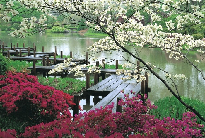 日本樱花水边木桥