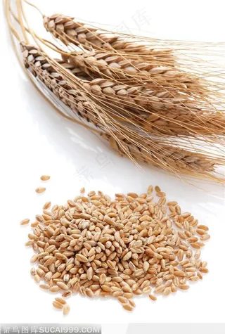 金黄成熟的麦子麦穗