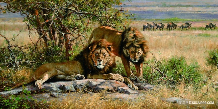 野生狮子风景画油画