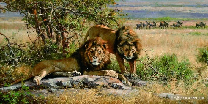 野生狮子风景画油画