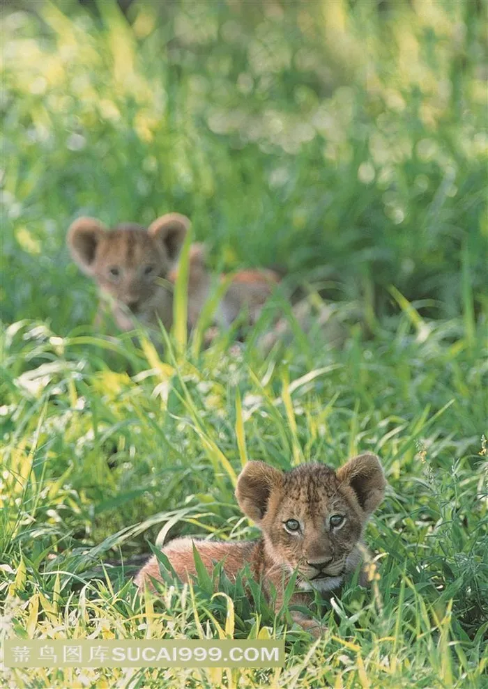 卧着草里的虎宝宝近景摄影高清图片