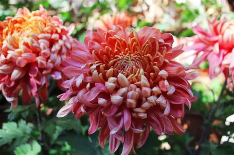 高清菊花图片素材下载