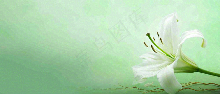 白色鲜花百合花鲜花意境简约，教师节淡雅摄影图(1680x720)