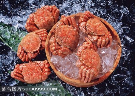 螃蟹冰块摄影素材