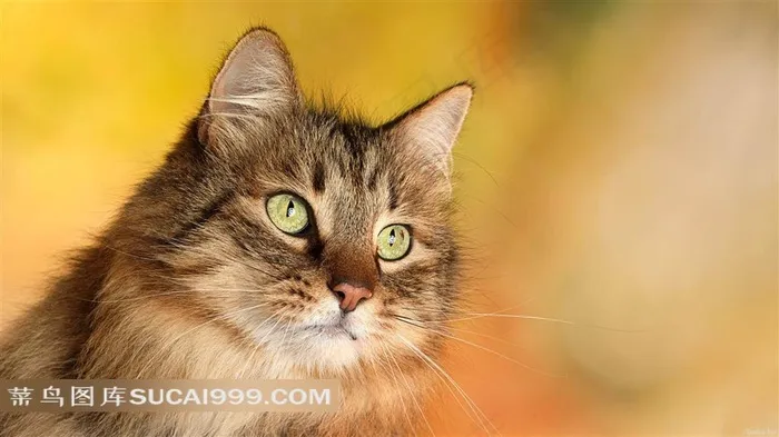 炯炯有神的可爱小猫素材