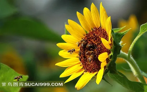 蜜蜂向日葵鲜花下载