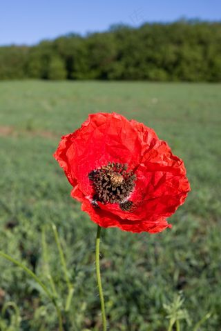一株罂粟花图片