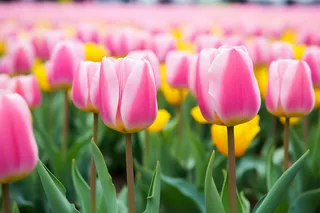 公园里生长的大片郁金香摄影图