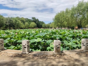 夏季池塘荷花处暑