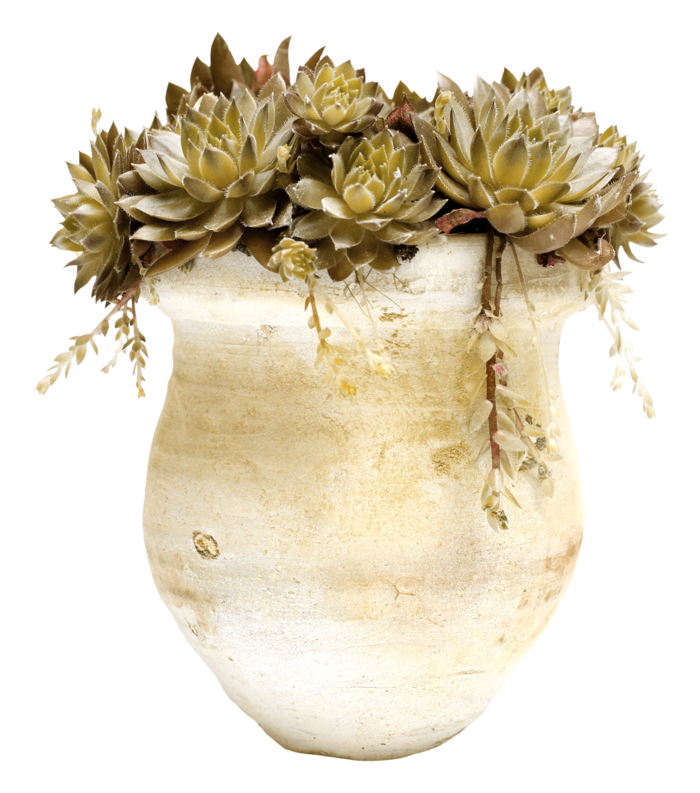 欧式优雅精致复古风格油画质感色彩手绘花卉植物树叶插画PNG素材2