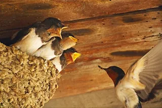 燕子妈妈给小燕子喂食