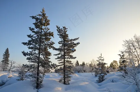 白雪树木风景图片 白雪树木风景图片